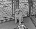 Copyright 2004 - U.S. Hogs For Dogs, Inc