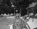 Copyright 2004 - U.S. Hogs For Dogs, Inc